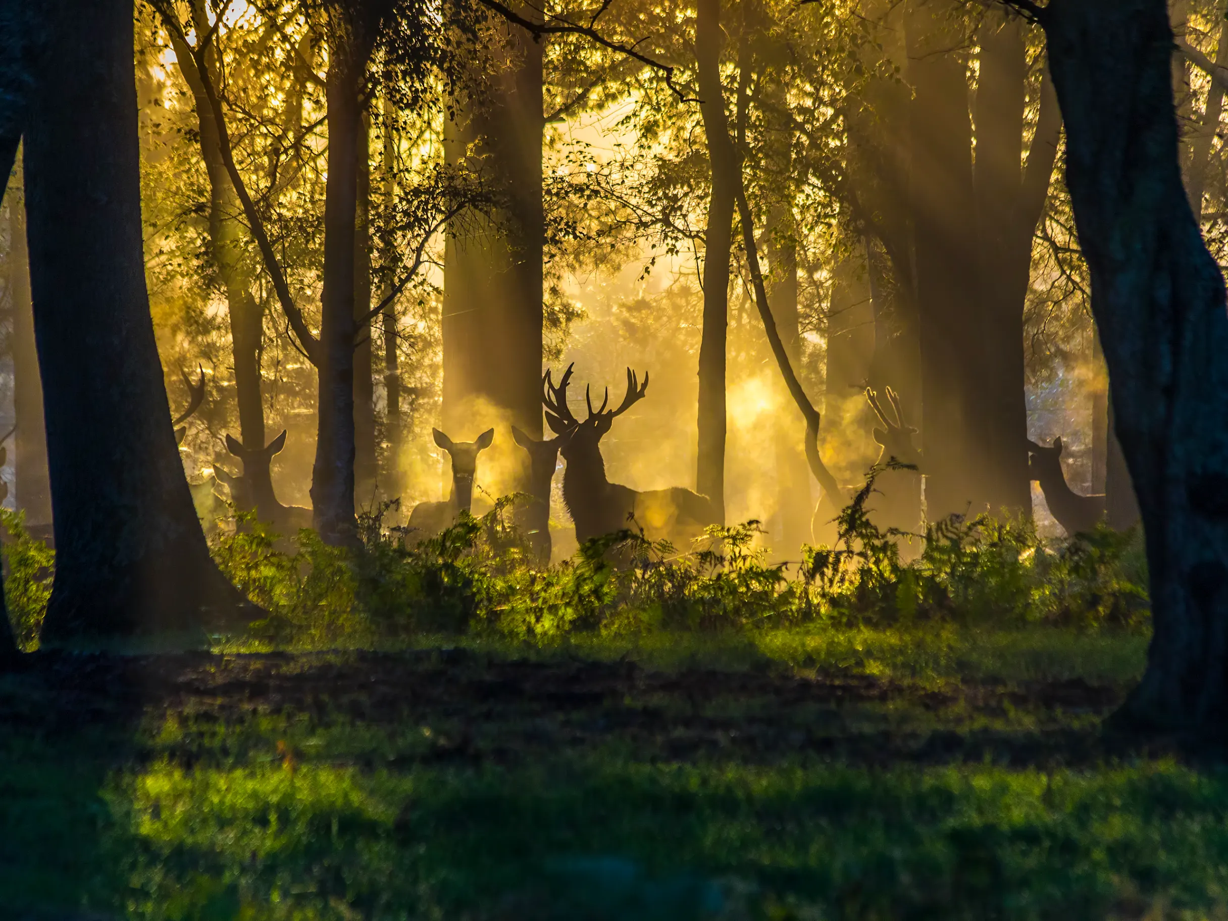 Image of Turning complexity into clarity