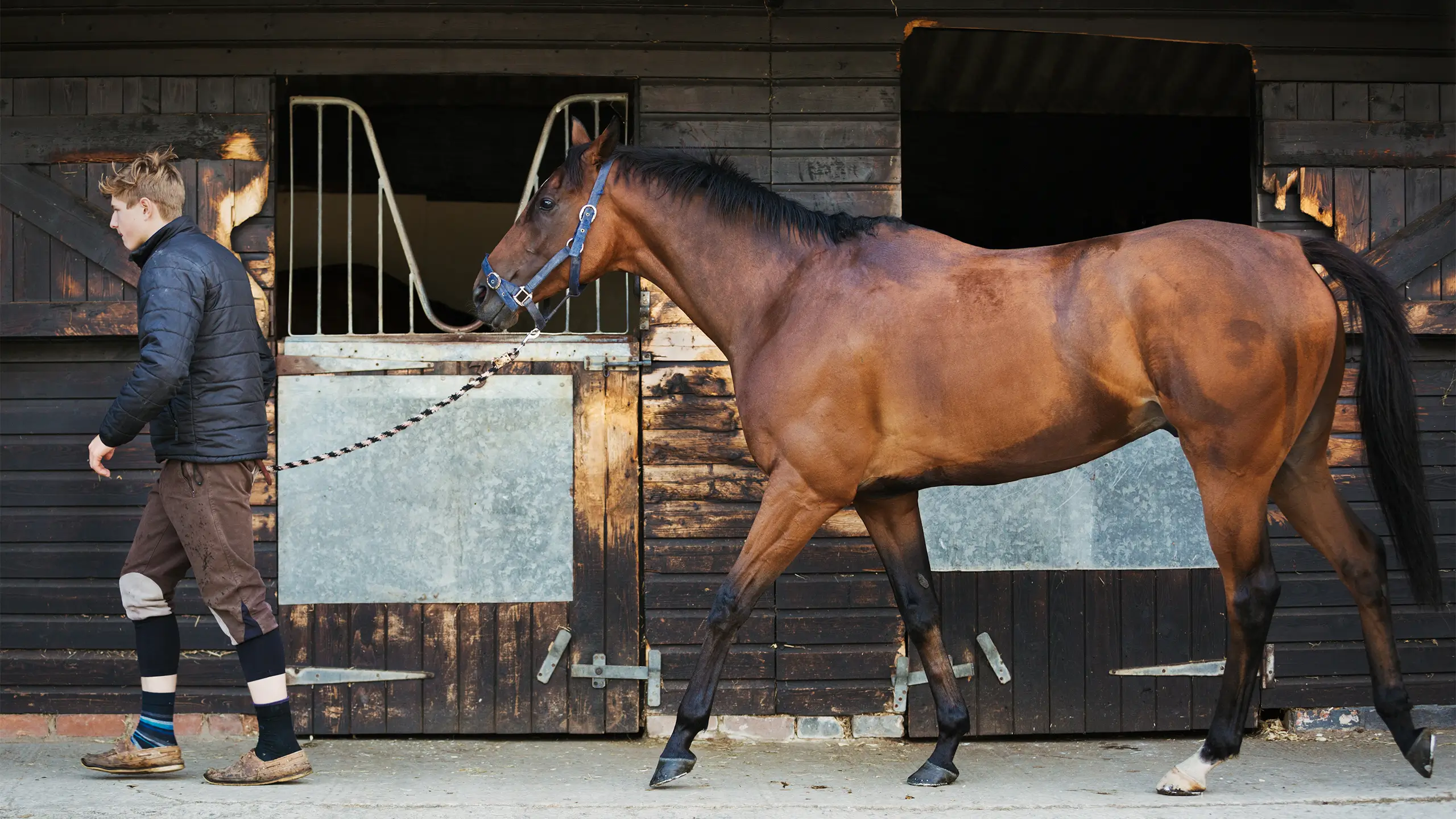 A young man in a stable yard with a bay horse on a leading rein.