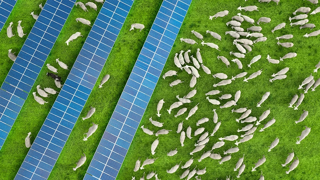 Aerial view of a flock of sheep grazing in a solar farm with solar panels at sunset in Spain