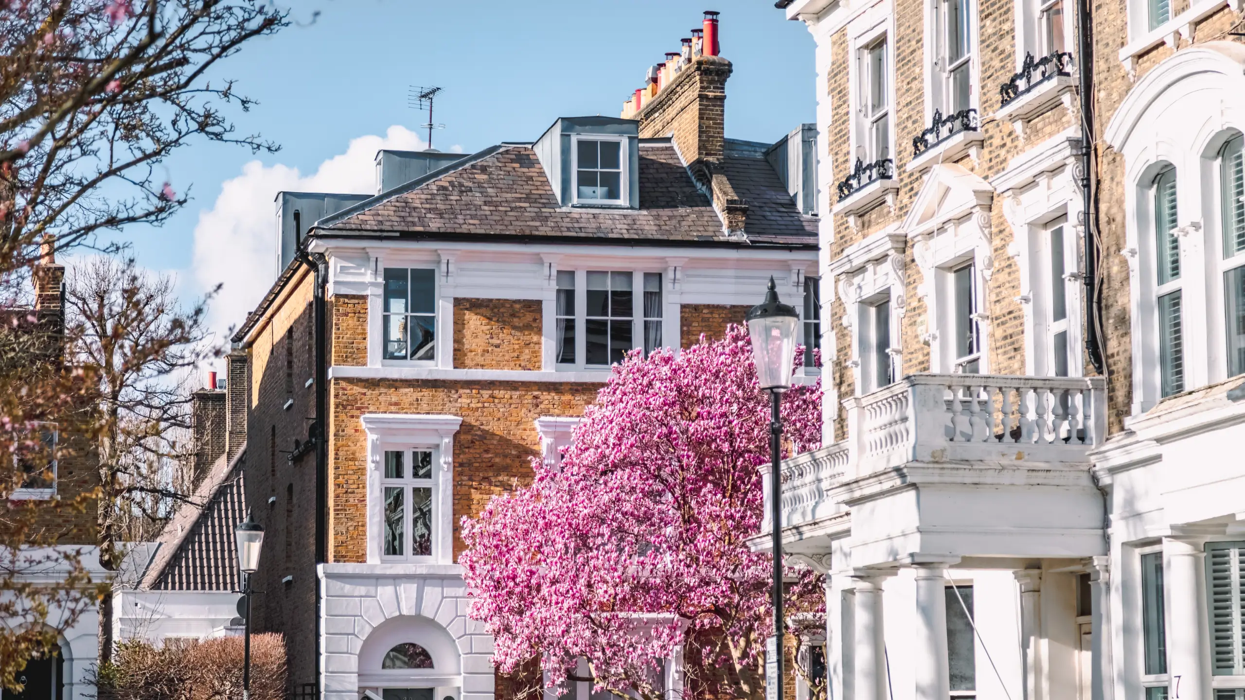 Colorful spring season view of the heart of London, a mesmerizing sight unfolds as the branches of a tree adorned with pink magnolia blossoms sway against the backdrop of a quintessential English building in the streets of Notting Hill, Chelsea and Kensington.